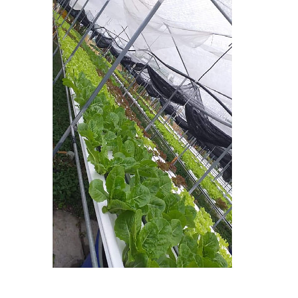 Fully set up of Hydroponics