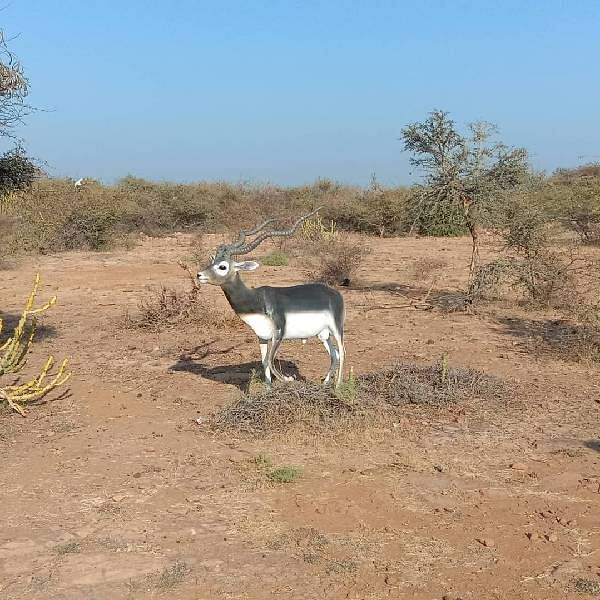 Fiber Blackbuck statue