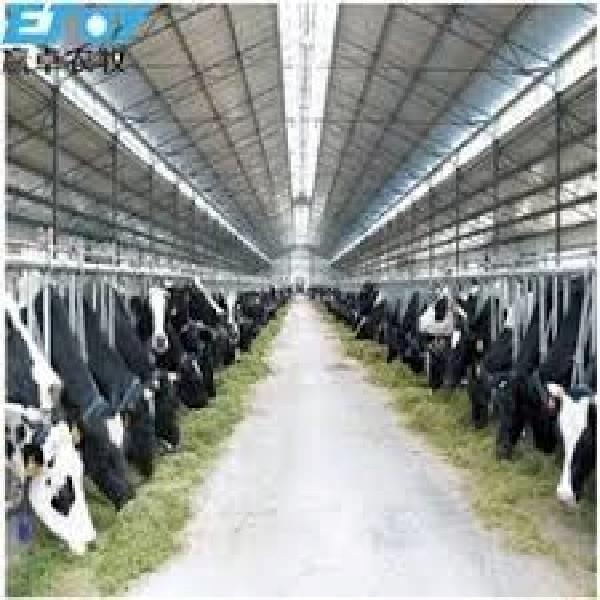 Dairy farming insulation 12 MM