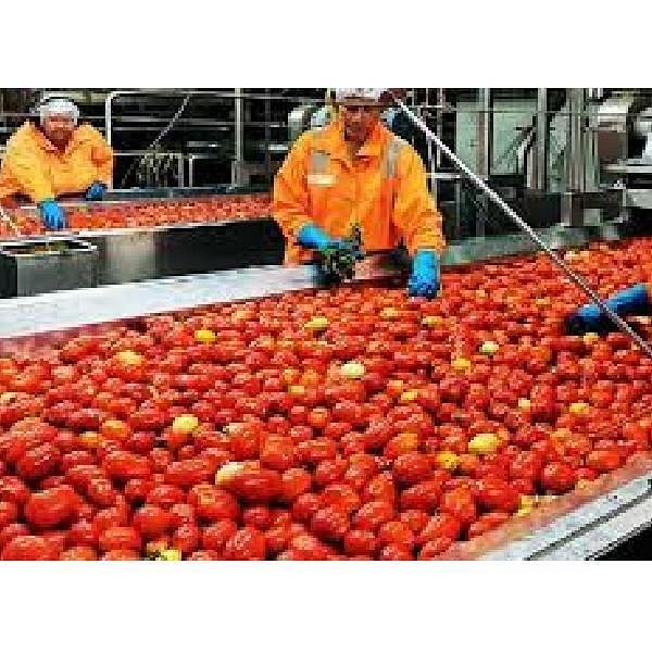 Tomato Processing Plant