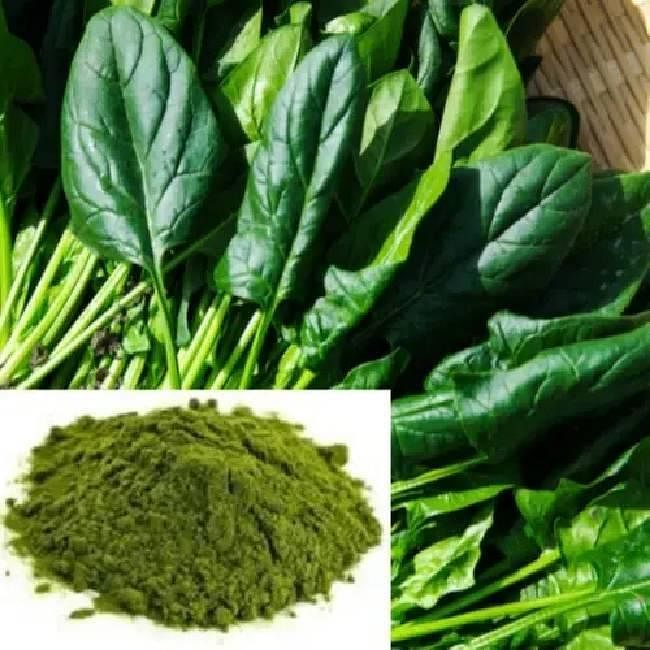 Dried Spinach (Palak) Powder