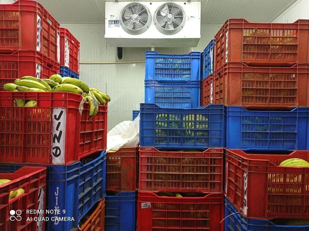 Banana Ripening Chamber