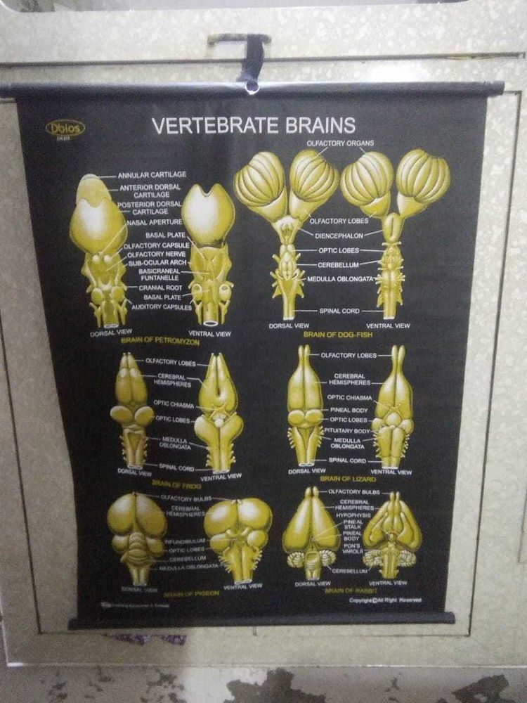 Charts of The Study of Vertebrate