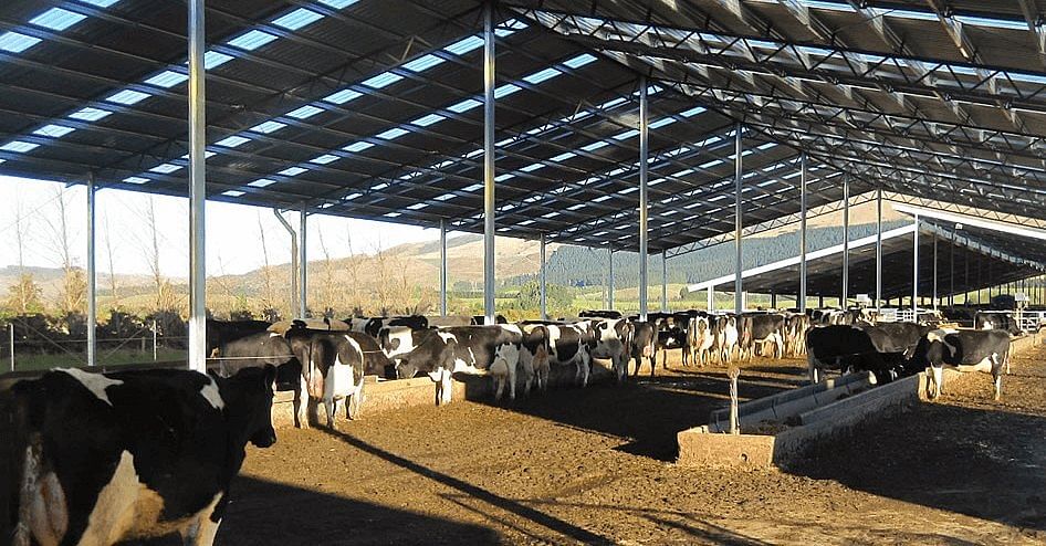 Dairy Farm Sheds