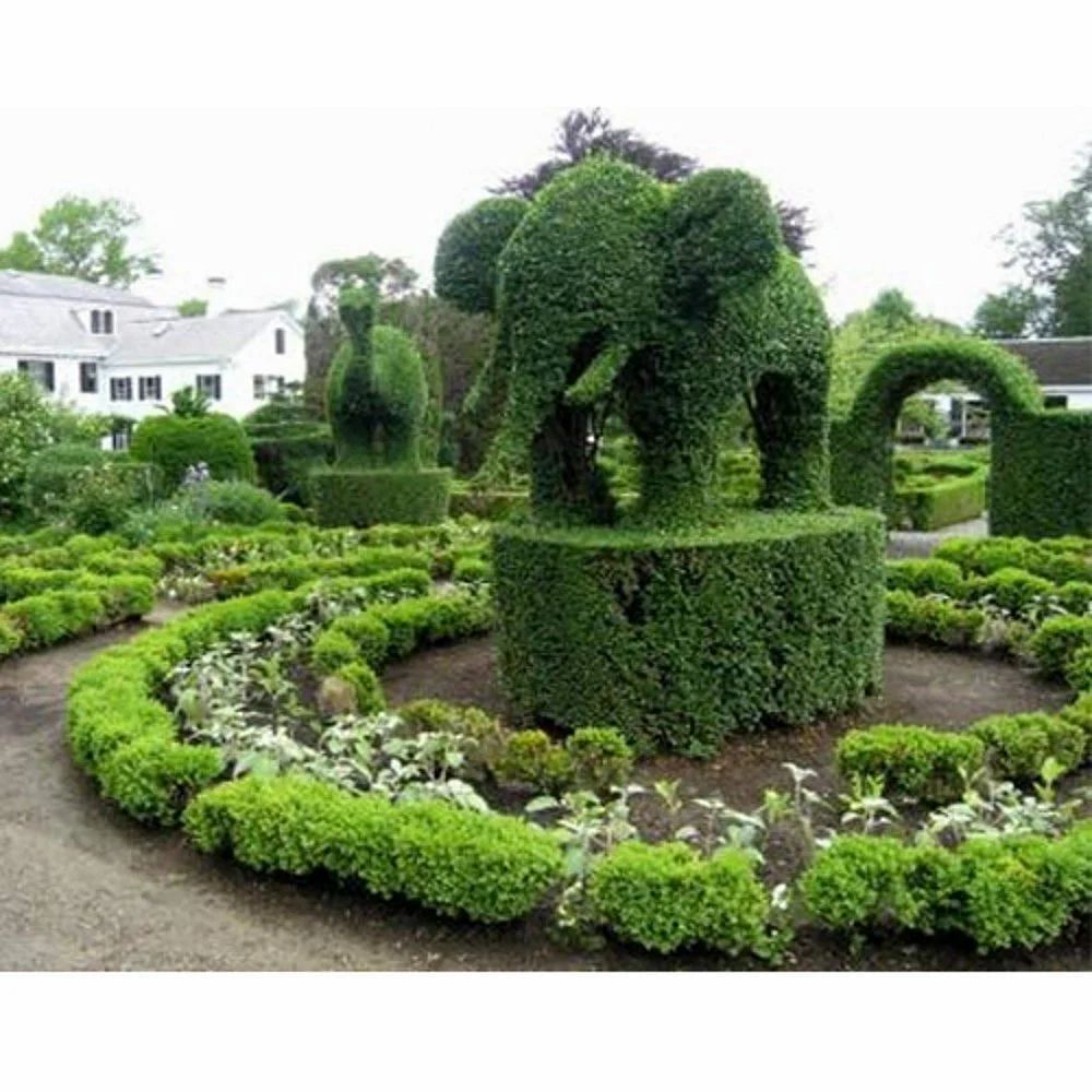 Elephant Topiary Plants, For Garden