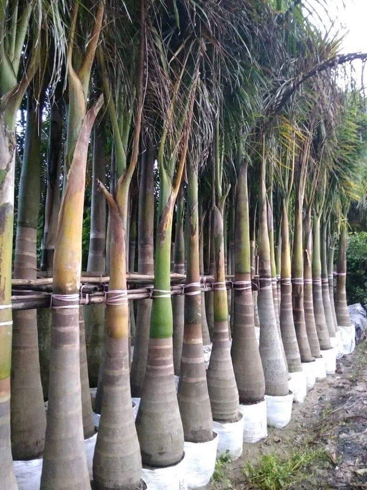 Gardens Wodyetia Bifurcata Royal Palm Plants, For Plantation, Farm Nursery