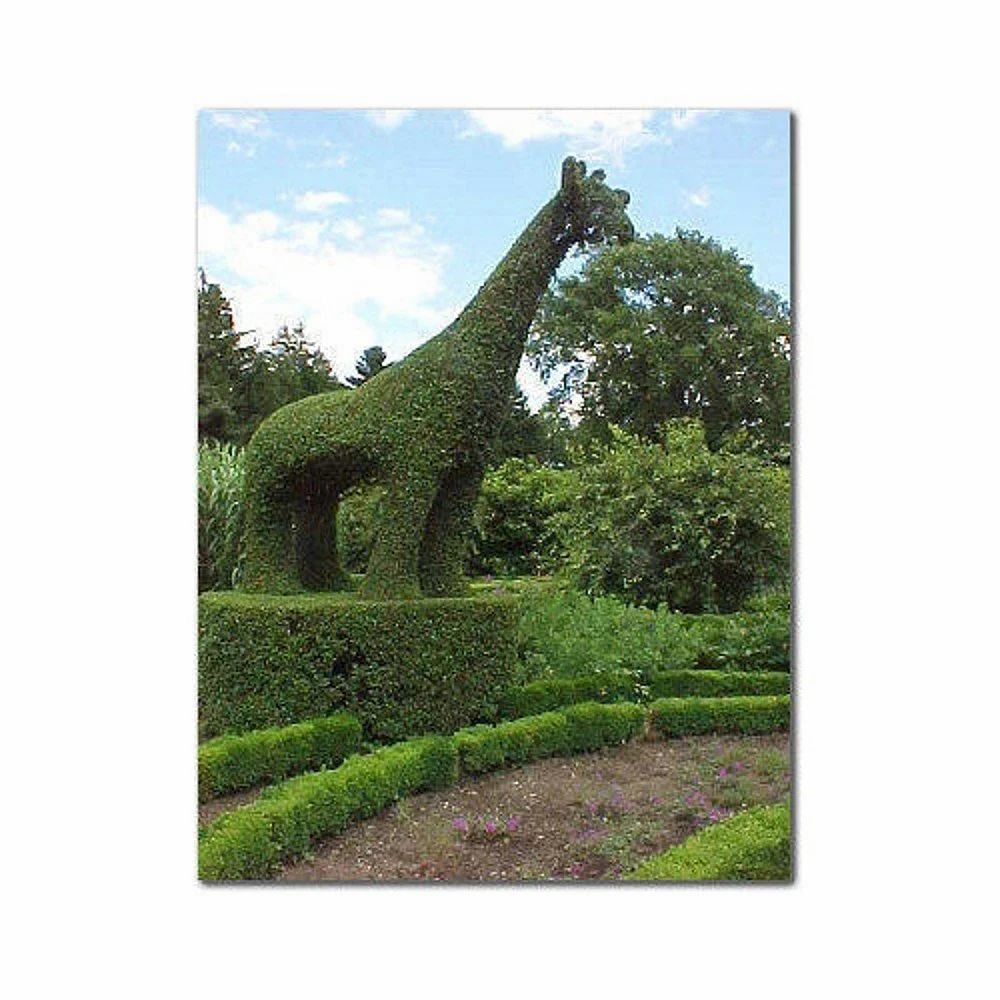 Giraffe Topiary Plants