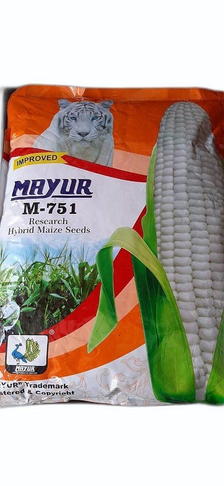 Hybrid Maize Mayur White