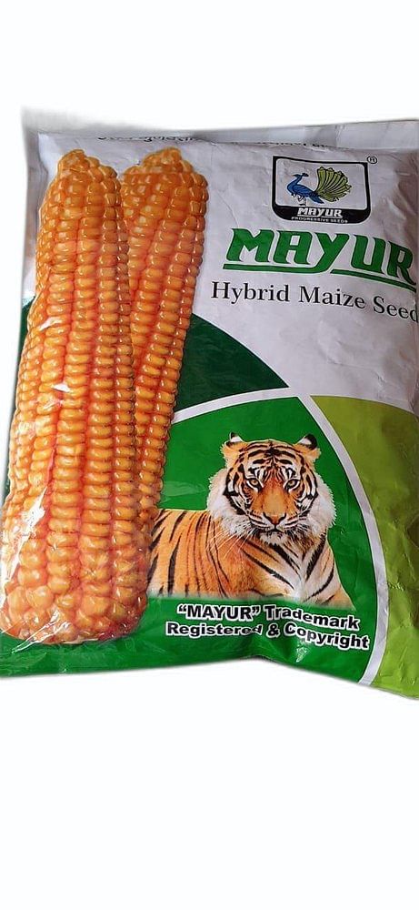 Mayur Hybrid Maize Seeds