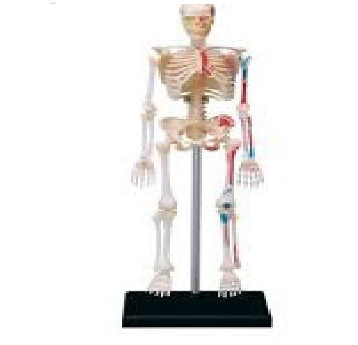 Mvtex Natural Human Skeleton Model, For Medical