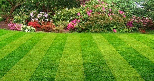 Natural Ready-Made Lawn Maintenance Service