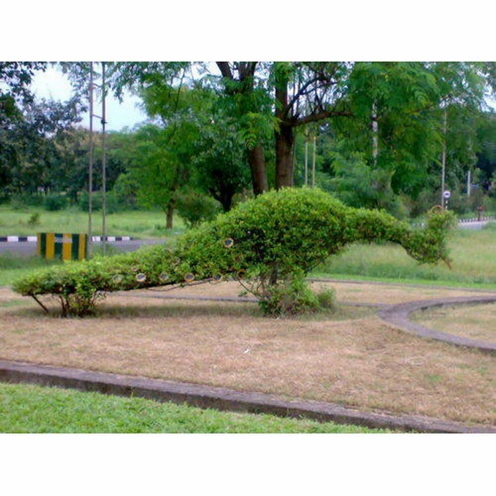 Peacock Topiary Plants