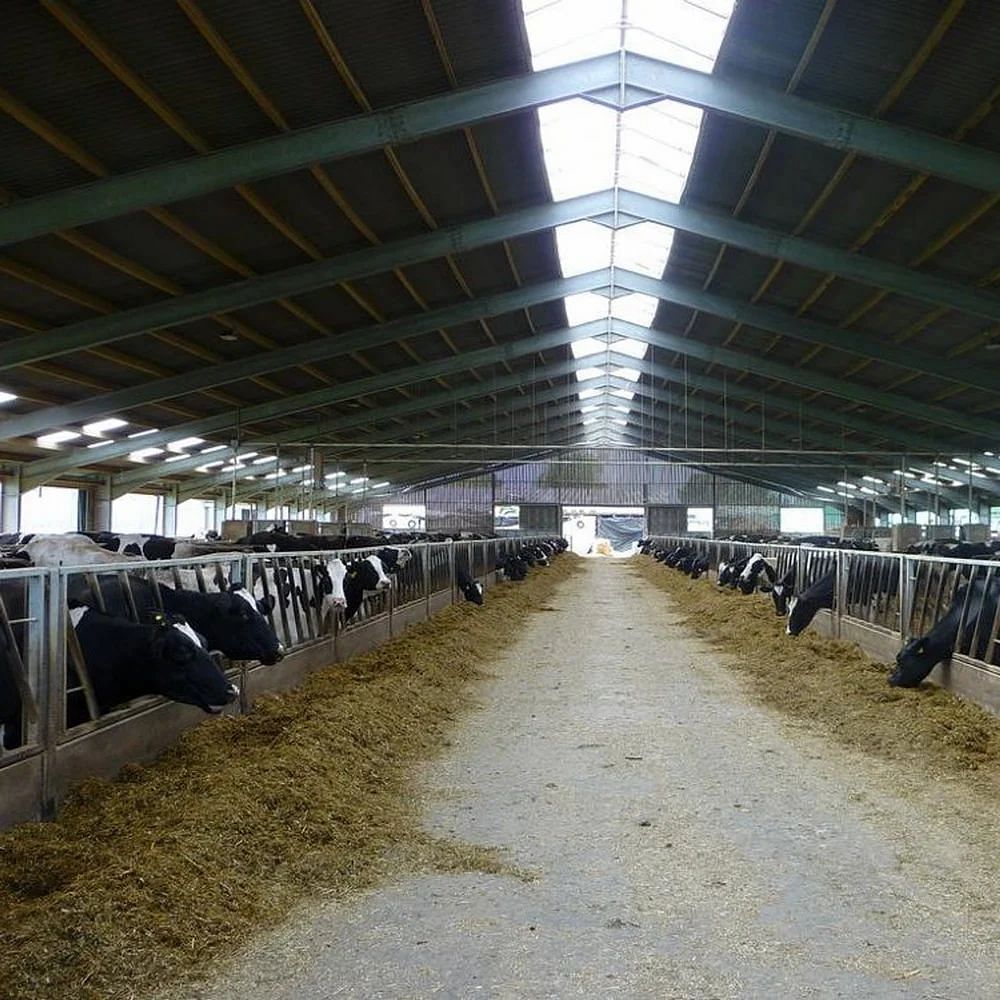 Prefab Steel Cattle Farming Shed