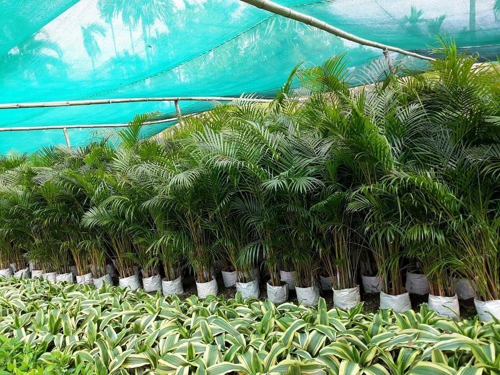 Round Live plants Kolkata Plant Variety, For Garden