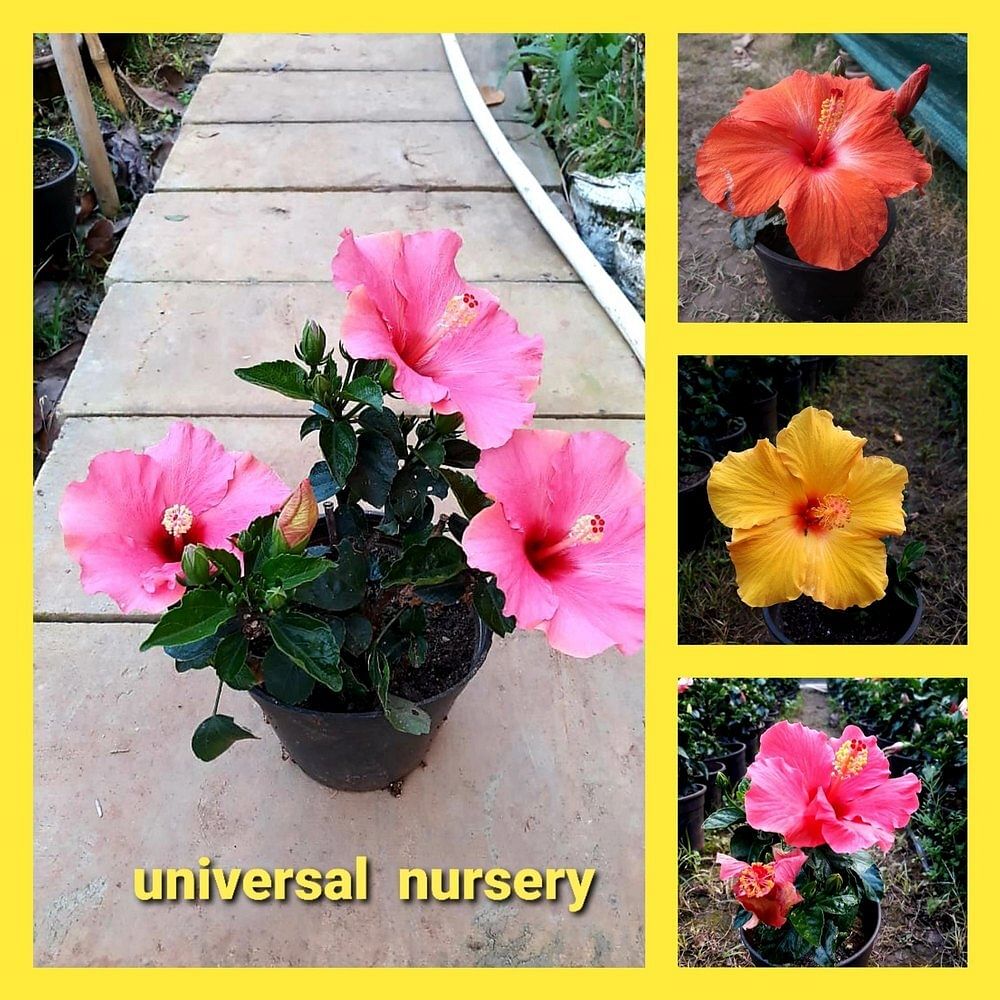 Round Plastic Hibiscus Plants Hybrid, For Garden