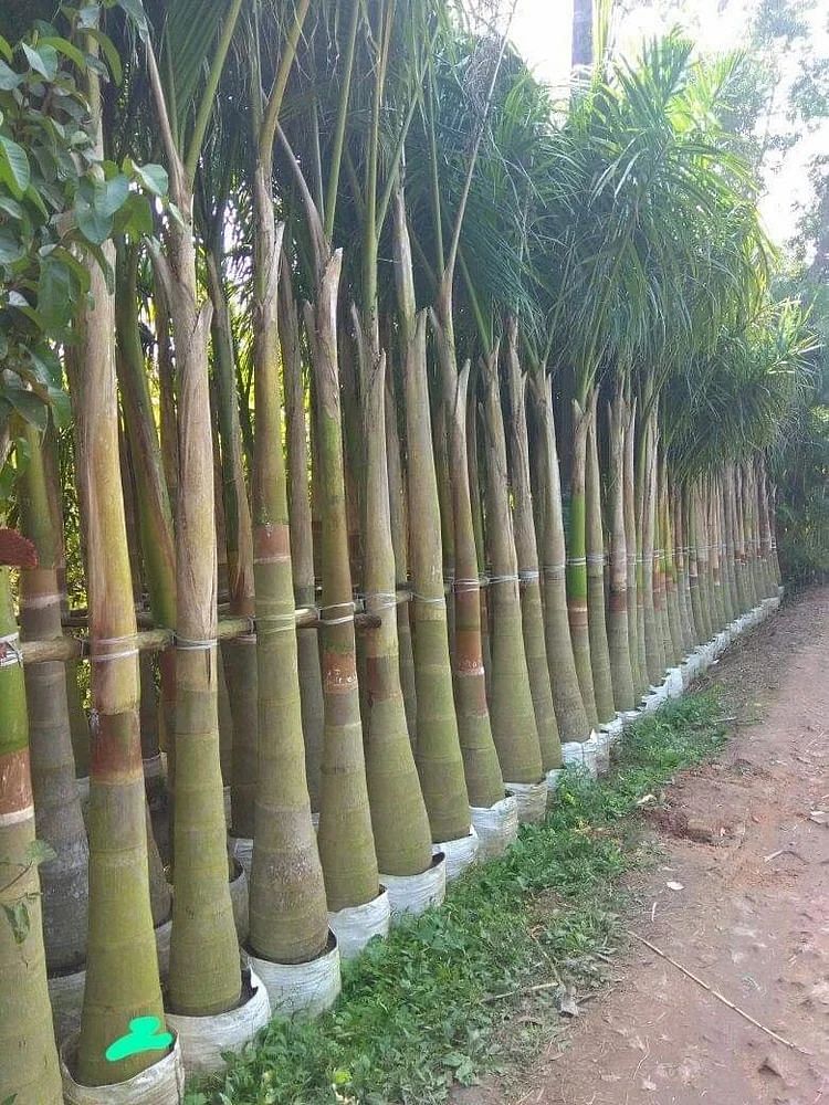 Round Tropical Garden Plants