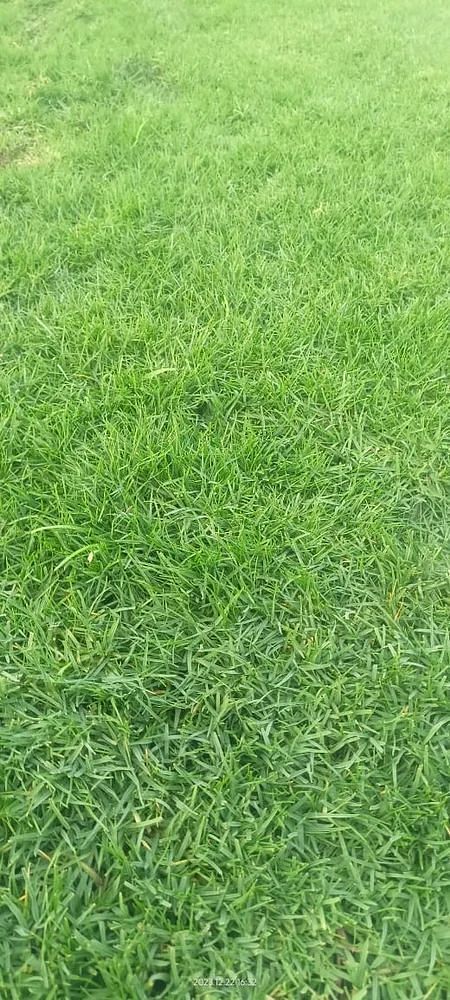 Selection No 1 Grass supplier Kolkata