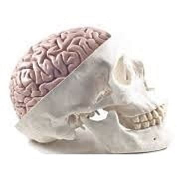 Skull with Brain