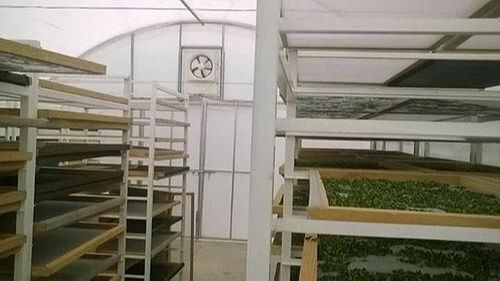 Solar Dryer for Cornflower, 55, Dryer Capacity: 1 Ton