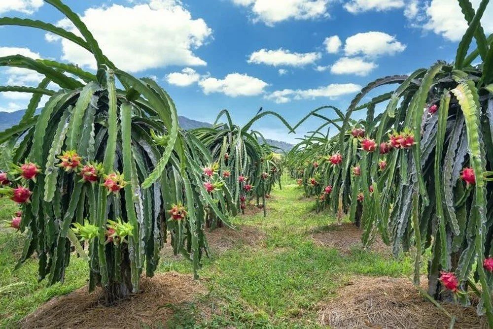 Square Rcc Dragon Fruit Poles