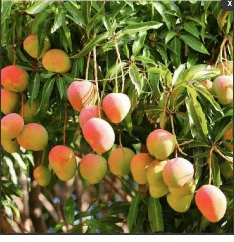 Well Watered Green Mango Fruit Plants, For Outdoor