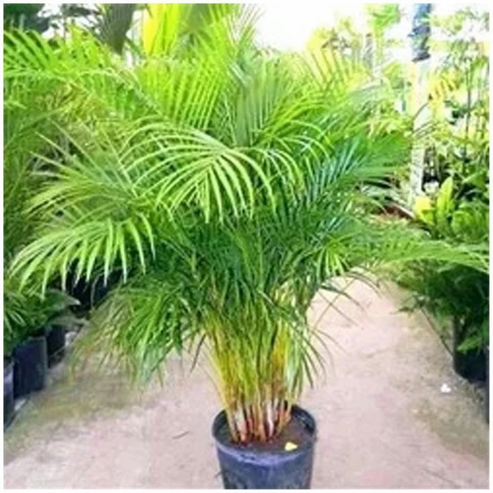 Yellow Foliage Plants Nursery Plant, Plant Nursery, For Garden, Packaging Type: Bag