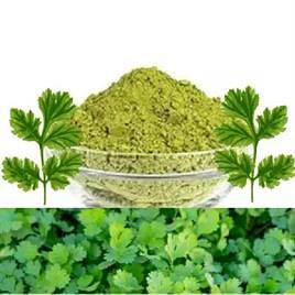 Dried Coriander Leaves Powder